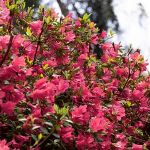 Hino Crimson Azalea